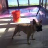 Self leveling (LevelQuik) floor compound poured over concrete fill. Self leveler allowed to cure for 30 days. Start of prime coat of Redgard water sealant. Our French bulldog Mangia supervising.