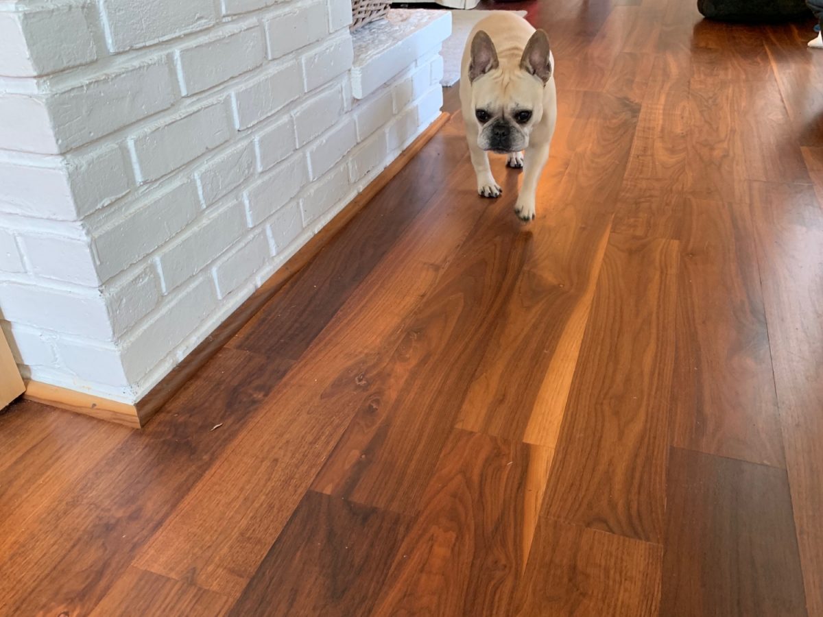 Mangia our French Bulldog and our walnut floors years later.